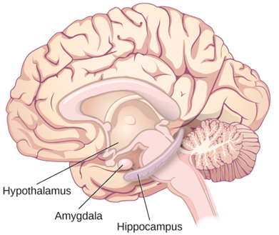 El sistema límbico está involucrado en mediar la respuesta emocional y la memoria incluyendo el hipotálamo ubicado en el centro del cerebro, la amígdala justo debajo de ella y la, y el hipocampo debajo de eso en la parte inferior del cerebro