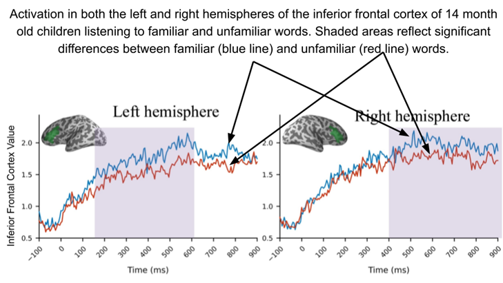 Activation in both hemispheres. Differences between familiar and unfamiliar words emerged by 150 ms and are sustained across the entire episode. Region Right IFC	Window 150–300 ms	Βa0.51	(95 % CI) (0.24, 0.78)	P 0.001 Region Left IFC	Window 150–300 ms	Βa0.10	(95 % CI) (−0.26, 0.46)	P 0.56