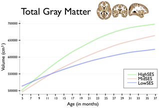 Growth trajectories of gray matter by SES group. This chart shows data provided in the figure caption