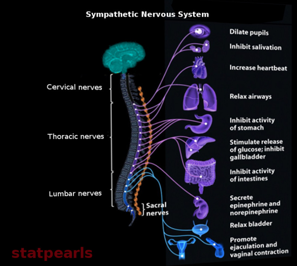 The Sympathetic nervous System is composted of Cervical nerves, Thoracic nerves and Lumbar nerves. These nerves control the bodies ability to perform numerous functions to prepare the body for physical activity such as dilate pupils, relax airways and inhibit activity of stomach