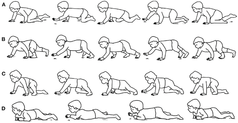 Examples of various infant crawling styles: (A) Hands-and-knees crawling. (B) hands-and-feet crawling. (C) Step–crawl mix, using foot and right knee. (D) Belly crawling