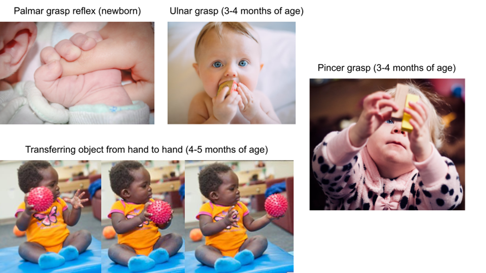 Reflejo de agarre palmar (recién nacido), Agarre cubital (3-4 meses de edad), Agarre con pinza (3-4 meses de edad), Transferencia de objeto de mano a mano (4-5 meses de edad)