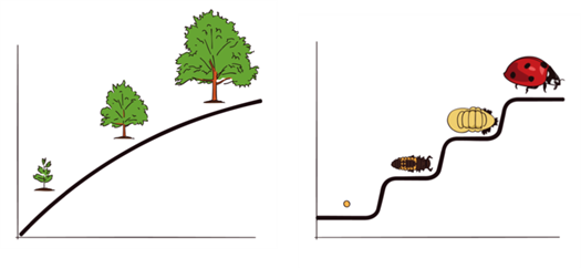 Desarrollo continuo y discontinuo representado por las analogías de un árbol que crece versus el ciclo de vida de una mariquita.