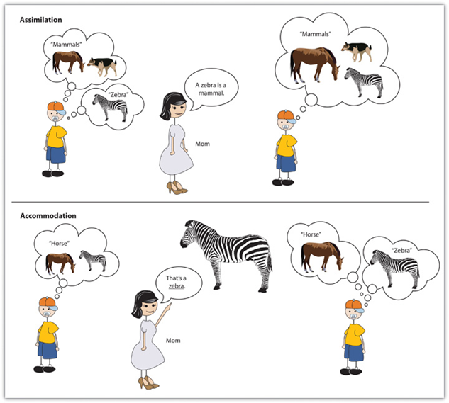 Assimilation and Accommodation: A diagram children apply assimilation, they use already developed schemas to understand new information. If children have learned a schema for horses, then they might call the striped animal they see at the zoo a horse rather than a zebra. In this case, children fit the existing schema (knowledge that defines a horse separate from other animals) to the new experience (a zebra) because zebras fit the basic schema of a horse. Accommodation, on the other hand, involves learning new information, and thus changing/updating the schema. When a mother says, “No, honey, that’s a zebra, not a horse,” the child may adapt the schema to fit the new experience, learning that there are different types of four-legged animals, only one of which is a horse and that zebras are unique because of their black and white stripes. 