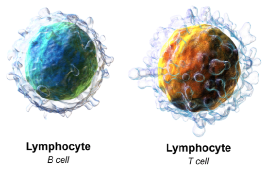 Modelo de linfocitos