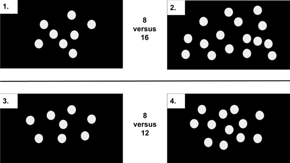 Number acuity: 6 month olds can discriminate between sets with a ratio of 1:2 (e.g., arrays of 8 vs.16 dots) but cannot discriminate between sets with a 2:3 ratio (e.g., arrays of 8 vs.12 dots). 