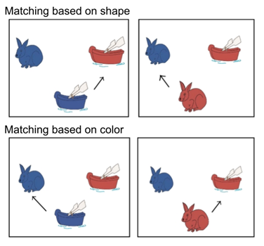 Two image panels under matching based on shape contain 1. a blue bunny, a blue boat with an arrow pointing to a red boat. The second image panel under Matching based on color contain 1. blue bunny with an arrow pointing to it from the blue boat, second image with blue  and red bunny, with an arrow pointing from the red bunny to a red boat. 