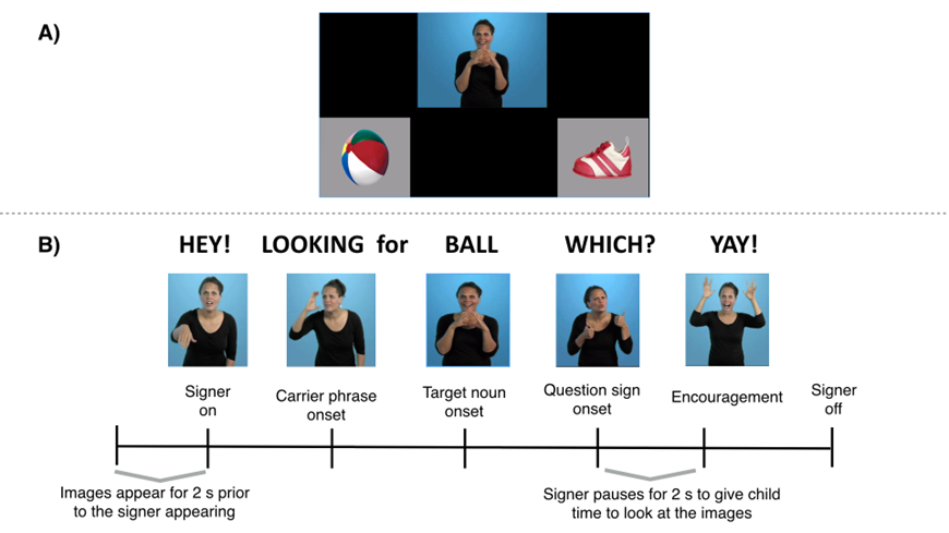 La configuración de una versión de la tarea de mirar mientras escucha adaptada para niños que aprenden Lenguaje de Señas Americano (ASL): A) muestra los estímulos presentados a los niños. La imagen de una pelota, un firmante haciendo la señal para pelota, y la imagen de zapato y B) muestra la configuración de las oraciones. Las imágenes aparecen durante 2 segundos antes de que aparezca el firmante Hey! (Firmante en) Buscando (Inicio de la frase portadora) BOLA (inicio del sustantivo objetivo) ¿CUÁL? (Inicio del signo de pregunta) ¡YAY! (Estimulación)