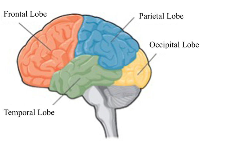 Lobes of the brain: from bottom moving around to the back. Temporal lobe, Frontal lobe, Parietal Lobe, Occipital Lobe