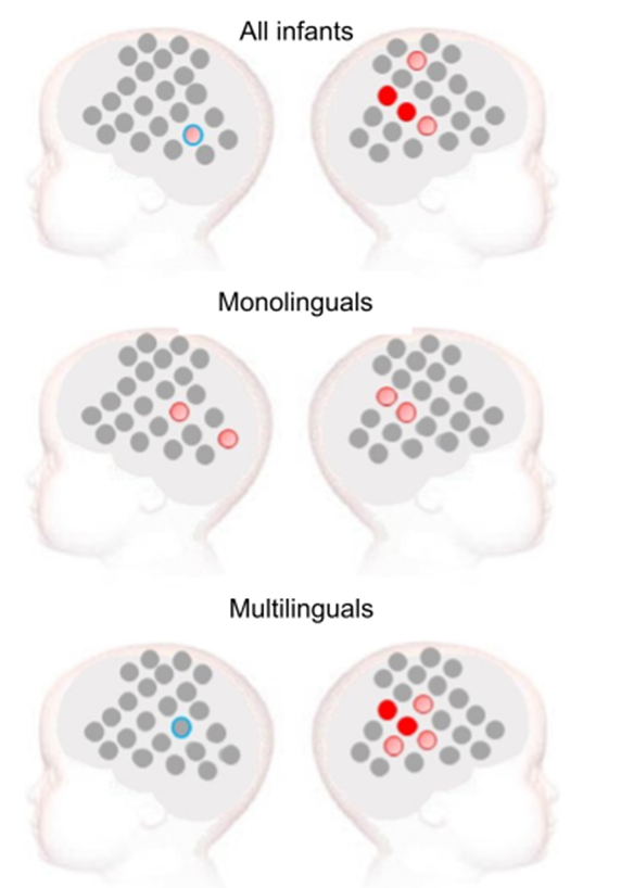 across all infants, viewing sign language elicited a significant increase in oxygenated blood mainly in the right temporoparietal area when all infants were considered together as a single group. In monolinguals, sign language elicited an increase in oxygenated blood in the temporoparietal area of both hemispheres. In multilinguals, a significant increase of oxygenated blood was observed in the right temporoparietal area