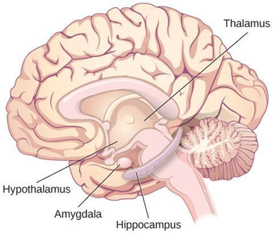 The limbic system, which includes the hypothalamus, thalamus, amygdala, and hippocampus, mediates emotional response and memory