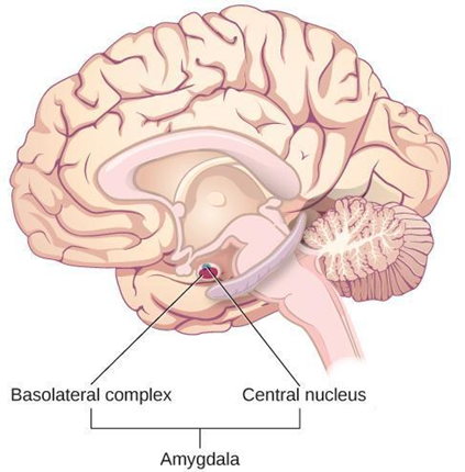 diagrama anterior ilustra la anatomía del complejo basolateral y núcleo central de la amígdala.
