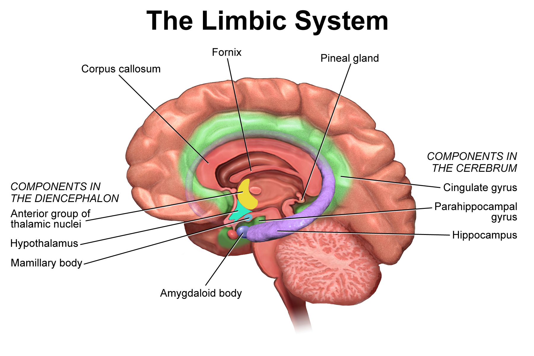 Diagrama del sistema límbico: todas las estructuras etiquetadas se enumeran en la leyenda