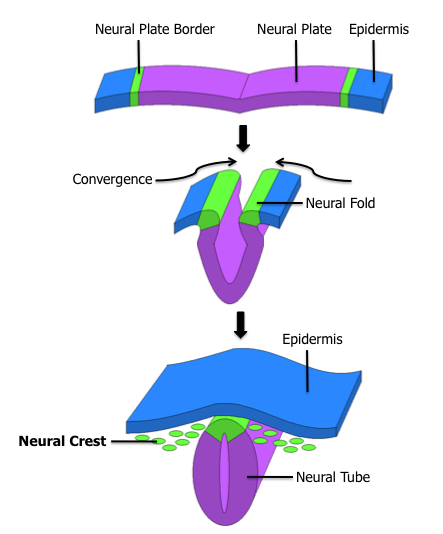 Diagrama de la placa neural convirtiéndose primero en el pliegue neural y luego en el tubo neural, como se describe en el texto