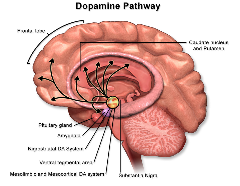 Dopamine_Pathway.png