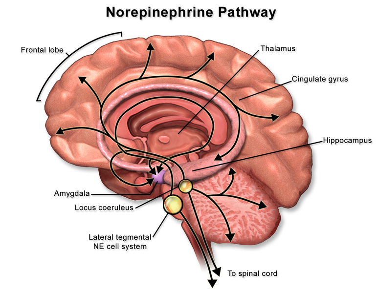 Diagrama de ruta de la norepinefrina