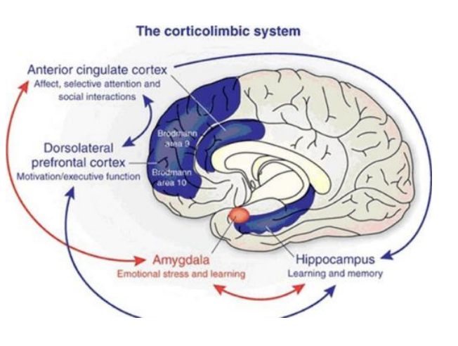 El_corticolimógico_sistema_incluyendo_el_izquierdo_dorsolateral_prefrontal_cortex_y_anterior_cingulate_cortex. _