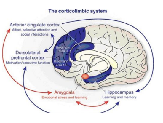 The_corticolimbic_system_including_the_left_dorsolateral_prefrontal_cortex_and_anterior_cingulate_cortex._