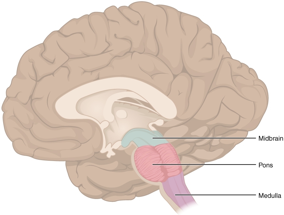 Partes del tronco encefálico: mesencéfalo, pones y médula