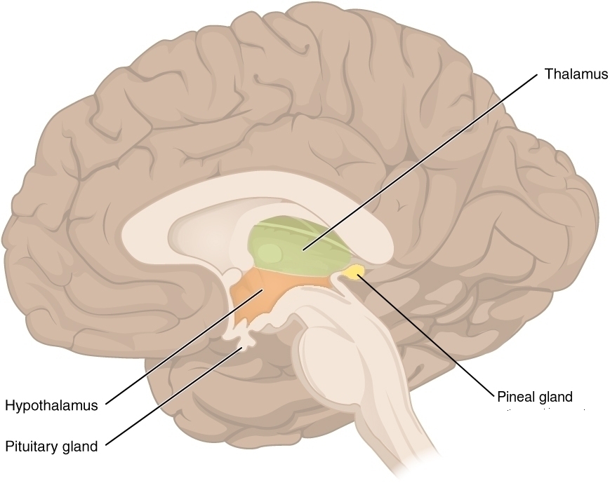 Esta figura muestra la ubicación del tálamo, el hipotálamo, la glándula pituitaria y la glándula pineal en el cerebro