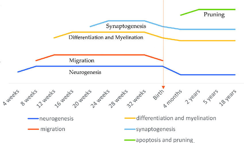 Graph showing a timeline (age and duration) for the different stages of neuron development, as described in the caption