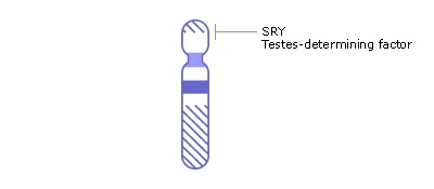 Drawing of the Y chromosome with the SRY Testes-determining factor gene labeled