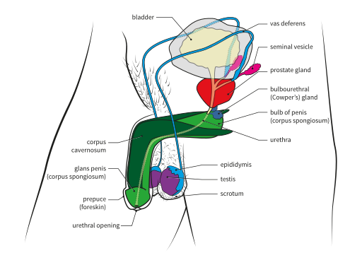 Vista 3D de estructuras reproductivas masculinas; la mayoría de las estructuras se describen en el texto