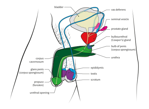 3D view of male reproductive structures; most structures are described in the text