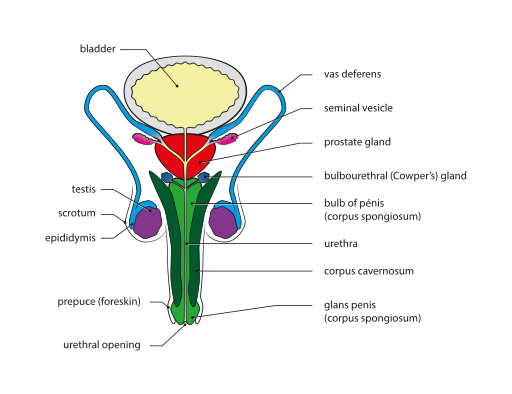 Vista frontal de las estructuras reproductivas masculinas; la mayoría de las estructuras se describen en el texto