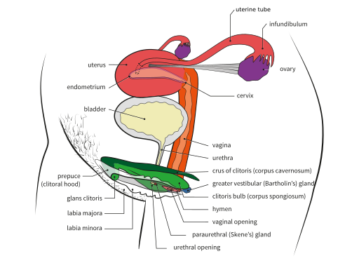 Vista 3D de estructuras reproductivas femeninas; la mayoría de las estructuras se describen en el texto