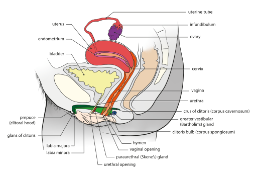 Sagittal view of female reproductive structures; most structures are described in the text