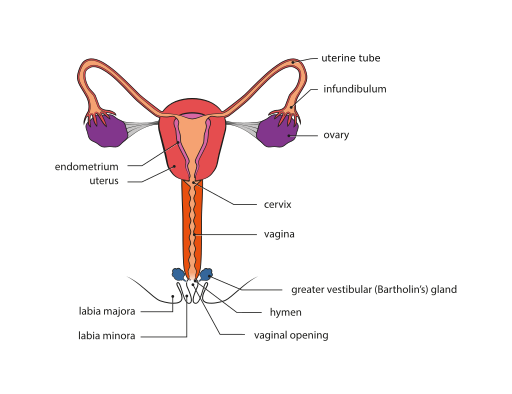 Vista frontal de las estructuras reproductivas femeninas; la mayoría de las estructuras se describen en el texto