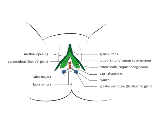 Vista inferior (entre piernas) de las estructuras reproductivas femeninas; la mayoría de las estructuras se describen en el texto