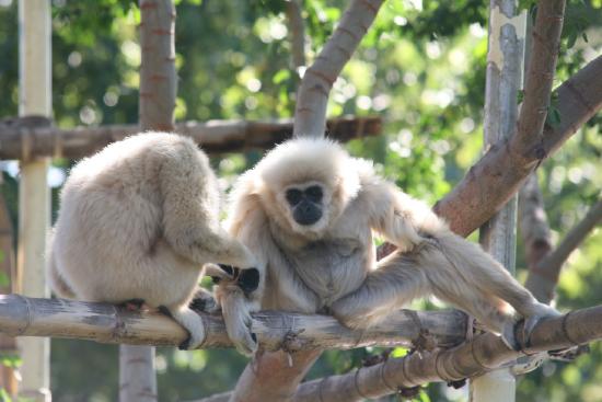 Two white-handed gibbons sitting on a branch