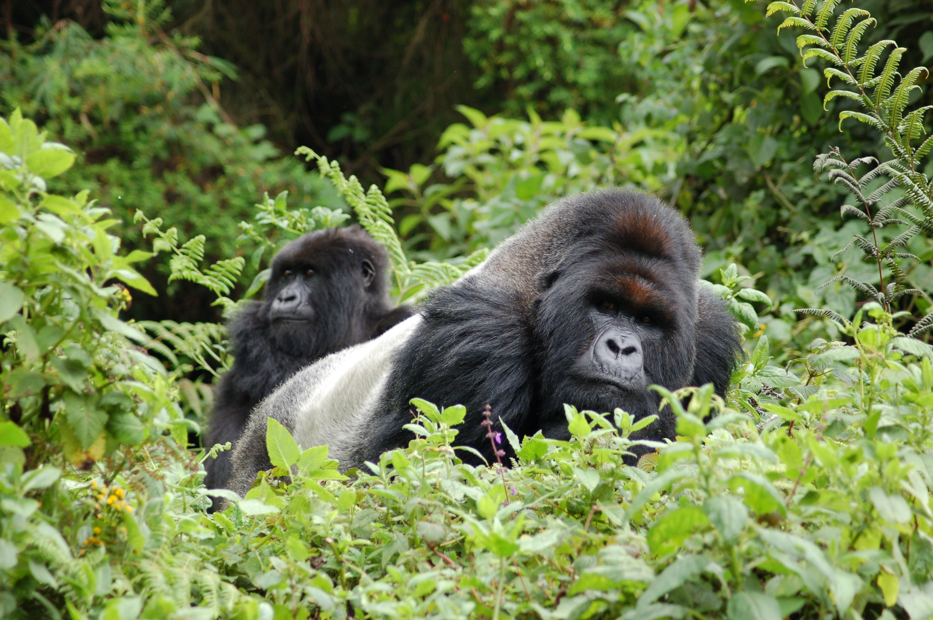Gorila más pequeña mirando sobre gorila plateada más grande