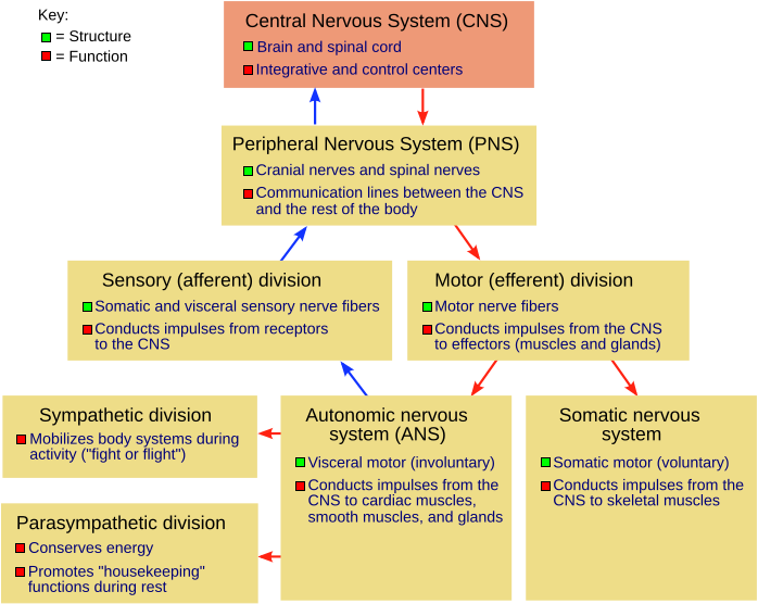 Diagrama que representa las principales divisiones del sistema nervioso central y periférico humano y sus subdivisiones. Ver texto.