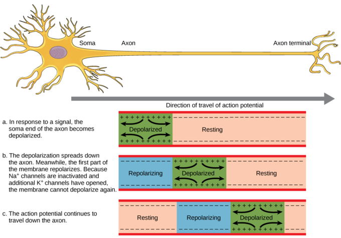 Drawing of an unmyelinated axon and progression of an action potential along it by depolarization of successive segments.
