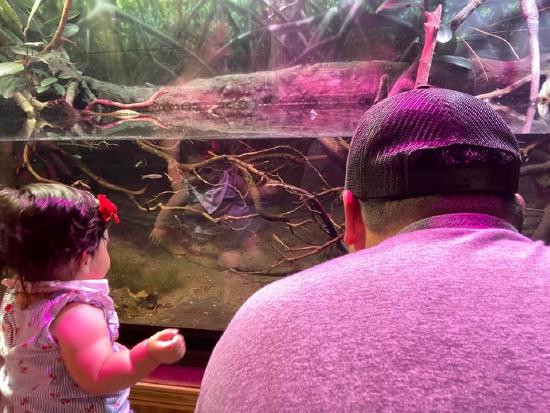 older infant and man both stare through aquarium walls at creature