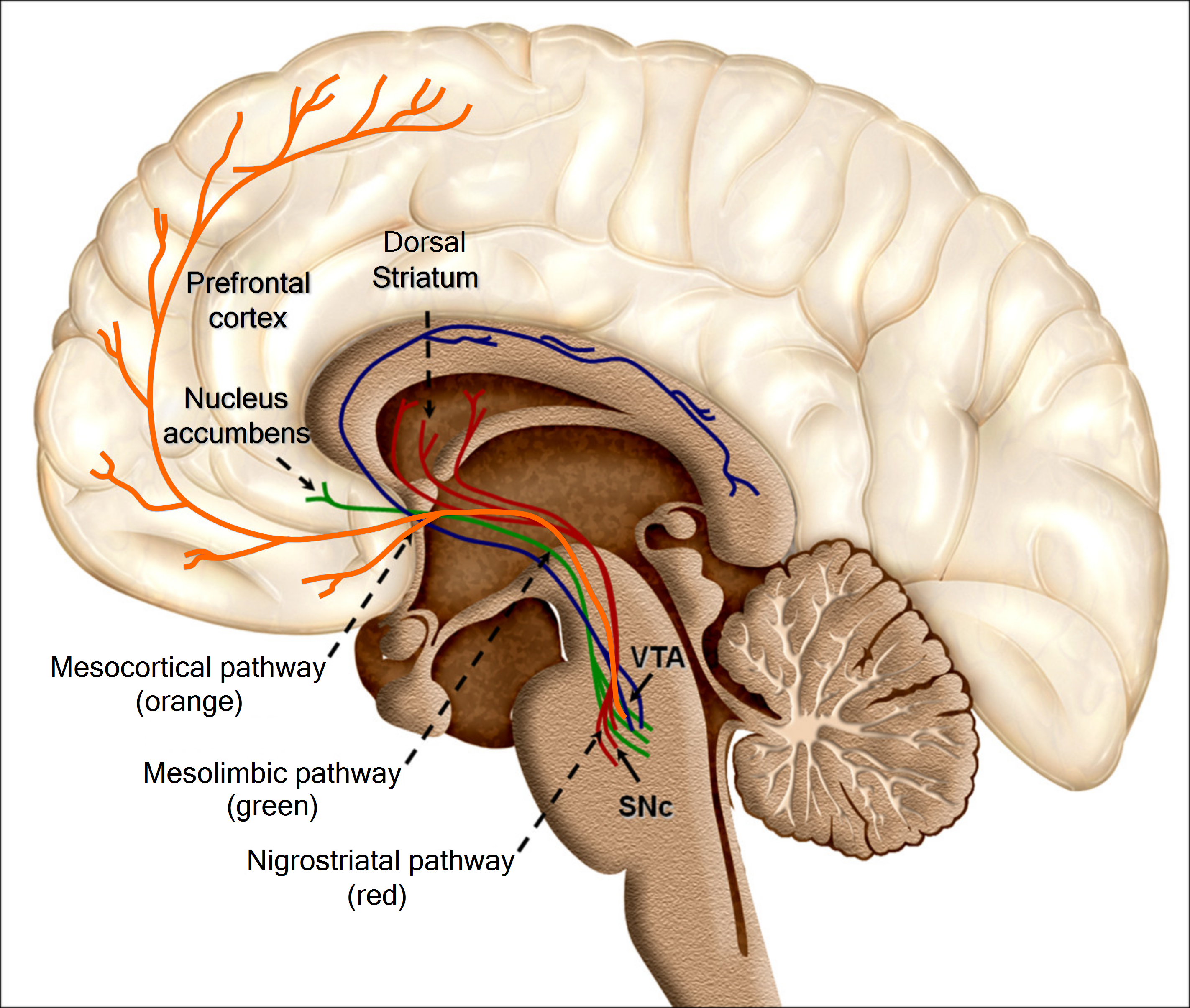 Mesolimbic, "Reward" Circuit and other Dopamine Pathways including from both the Substantia Nigra (SNc) and Ventral Tegmental Area (VTA) to forebrain targets such as the Nucleus Accumbens and Prefrontal Cortex.
