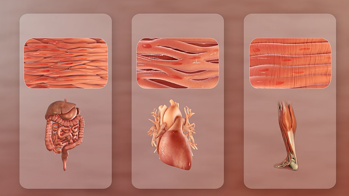File:Types Of Muscle.jpg - Wikimedia Commons