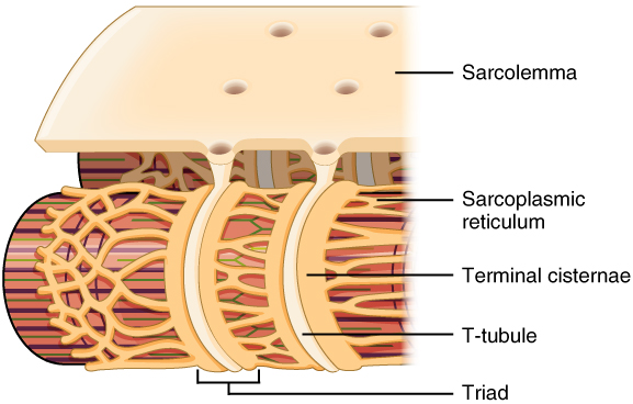 Sarcolemma y túbulo en T