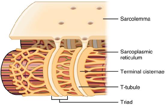 Sarcolemma and T-tubule