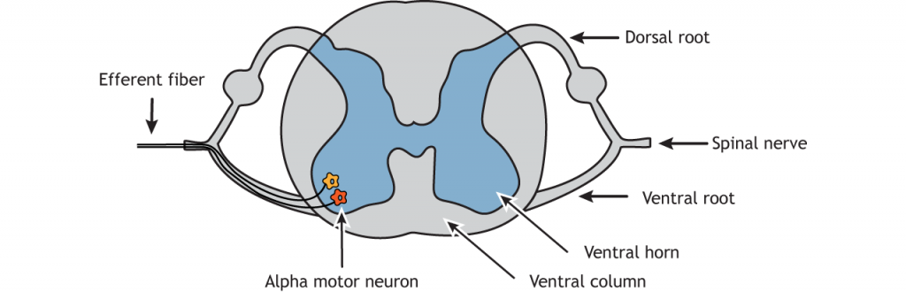 Illustration of spinal cord showing location of alpha motor neuron in ventral horn. Details in caption.