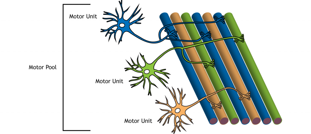 Ilustración de neuronas motoras y fibras musculares. Detalles en pie de foto.
