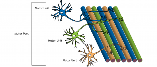 Illustration of motor neurons and muscle fibers. Details in caption.