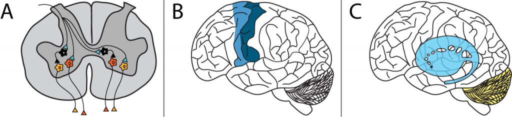 Ilustración de médula espinal y cerebros mostrando regiones de control motor. Detalles en texto.