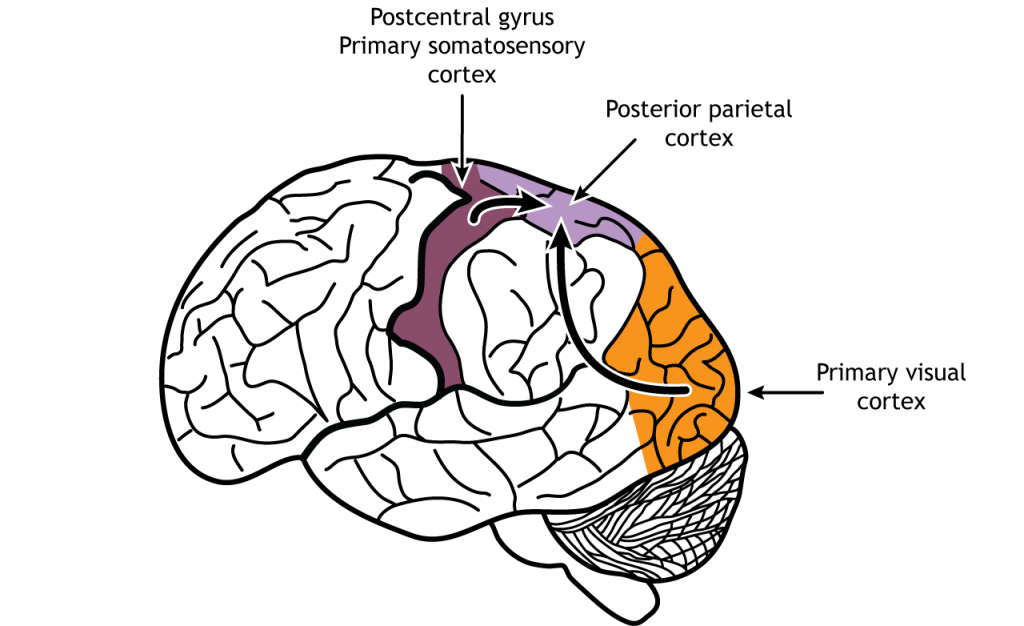 Ilustración del cerebro mostrando información sensorial viajando al lóbulo parietal posterior. Detalles en pie de foto.