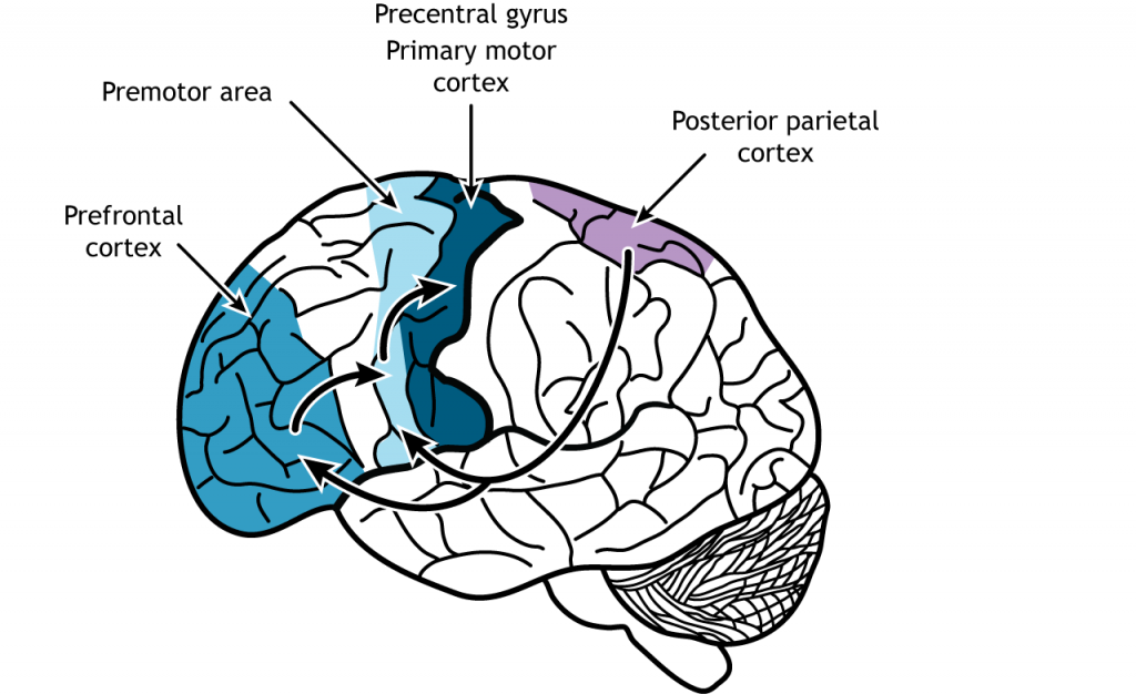 Ilustración del cerebro mostrando una vía de información desde el lóbulo frontal parietal posterior. Detalles en pie de foto.