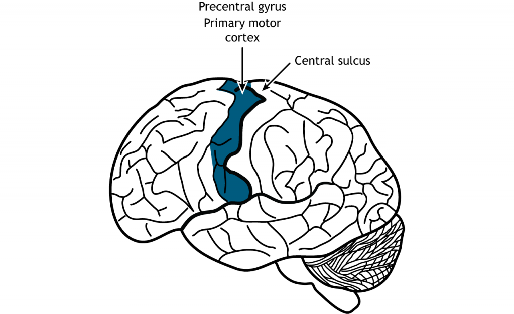 Ilustración del cerebro mostrando la ubicación de la corteza motora primaria. Detalles en pie de foto.
