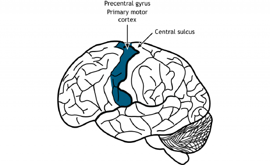 Illustration of the brain showing the location of the primary motor cortex. Details in caption.